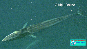 FRANSANIN GÜNEYİNDE OLUKLU BALİNA GÖRÜLDÜ