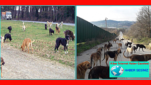 KORONA GÜNLERİNDE SOKAK HAYVANLARIMIZ NE DURUMDA