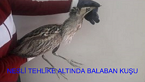 NESLİ TÜKENEN BALABAN KUŞUNU JANDARMA YARALI OLARAK BULDU