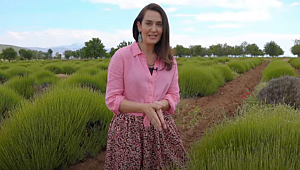 AYŞE TOLGA LAVANTA TARLALARINDA