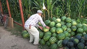 DÜZCE KARPUZUNDA HASAT ZAMANI