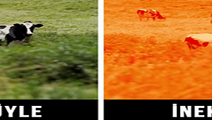 HAYVANLAR DÜNYAYI NASIL GÖRÜR