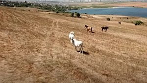 İŞTE ADALARDAKİ ATLARIN YENİ HALLERİ