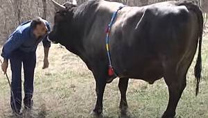 BOĞA İLE KURULAN DOSTUK