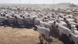 37 BİN KUZU ANNELERİYLE BULUŞTU