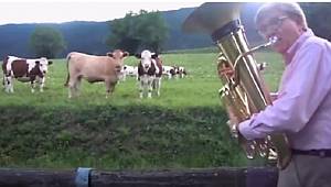 HAYVANLAR MÜZİKTEN HOŞLANIRLAR MI