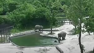 HAYVANLARDA BİRBİRLERİNİN HAYATLARINI KURTARMA VAKALARI