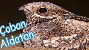 DOĞADA NADİR GÖRÜLEN VE TÜRKİYE'DE DE YAŞAYAN ÇOBAN ALDATAN KUŞU