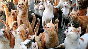 KEDİLER UYURKEN RÜYA GÖRÜR MÜ?