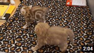 YAVRU KEDİLER İLK KEZ BABALARINI GÖRÜNCE NE TEPKİ VERDİLER