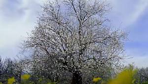 DATÇA'DA BADEM ÇİÇEĞİ FESTİVALİNE GİDELİM