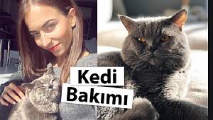 EVDE KEDİ BAKIMI NASIL YAPILIR?
