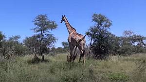 GÜNEY AFRİKA'DA SAFARİ HEYECANI İZLE