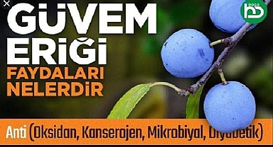 GÜVEM MEYVESİ VE FAYDALARI