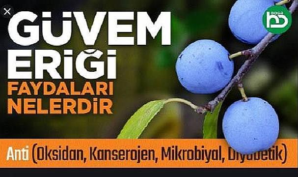 GÜVEM MEYVESİ VE FAYDALARI