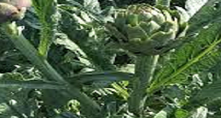 KORONA KARANTİNASINDA KADINLARIN TÜRKÜYLE ENGİNAR HASADI