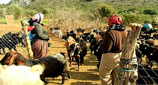 YÖRÜK ÇOBANLAR KIŞ AYLARINDA DATÇA'DA 