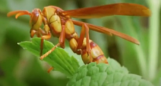  ARILAR İNSANI SOKTUKTAN SONRA ÖLÜRLER, PEKİ NEDEN? 