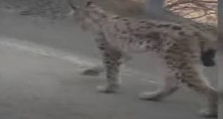 ARTVİN'DE VAŞAK KARAYOLUNA İNDİ 