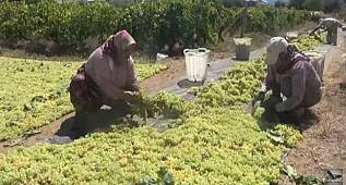 MANİSA ÜZÜM HASADI GERÇEKLEŞTİRİLİYOR 