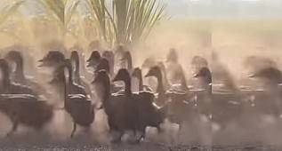 ÖRDEK ORDUSU İLE ÇEKİRGE İSTİLASIYLA MÜCADELE ETMEK 