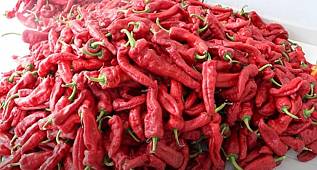 ORGANİK PUL BİBERİNİZİ EVİNİZDE YAPIN 