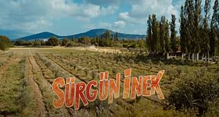 SÜRGÜN İNEK ( ŞEBNEM SÖNMEZ – HASAN KAÇAN ) – TÜRK KOMEDİ FİLMİ 