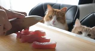  KEDİ EĞİTİMİ, KEDİLER NASIL EĞİTİLİR? 