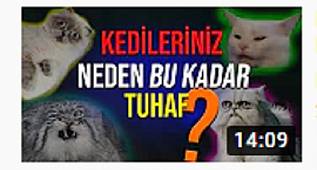  KEDİNİZ SİZİ ÖPMEK İSTİYORSA ONA KARŞILIK VERİN 